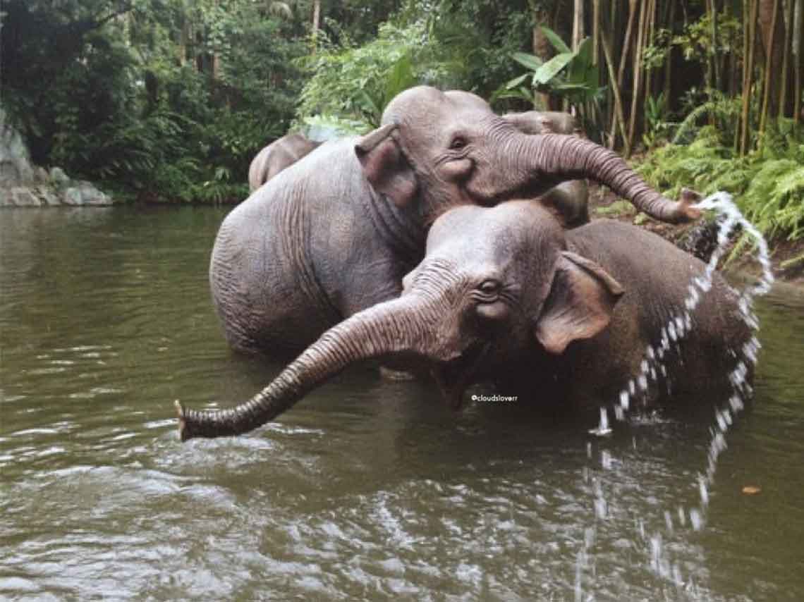 6 maneras en que puedes ayudar a los elefantes 4