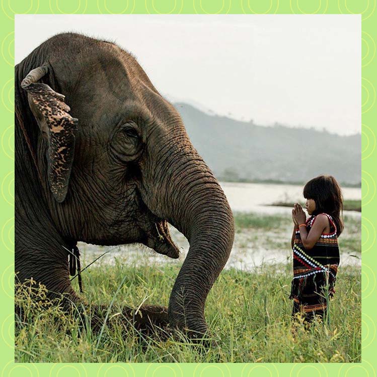 6 maneras en que puedes ayudar a los elefantes