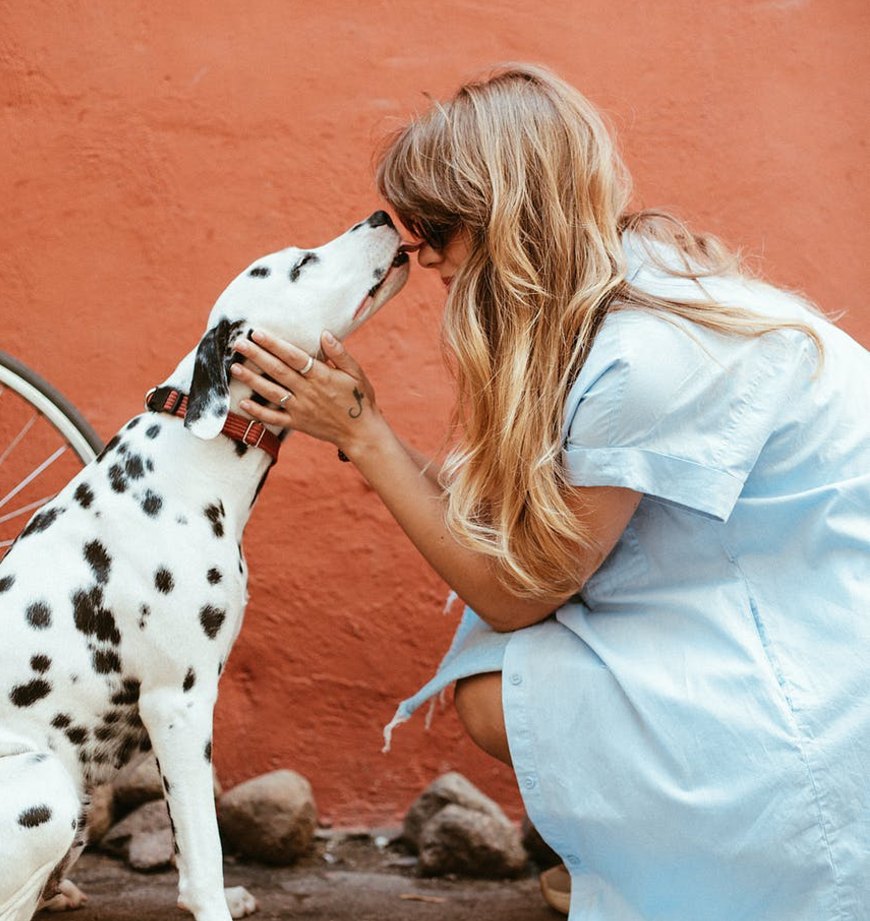 Dalmata mascota