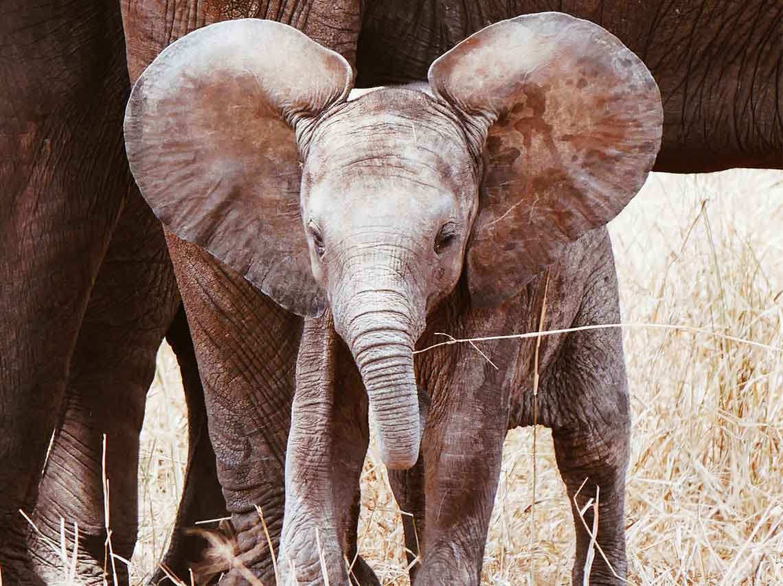 6 maneras en que puedes ayudar a los elefantes 1
