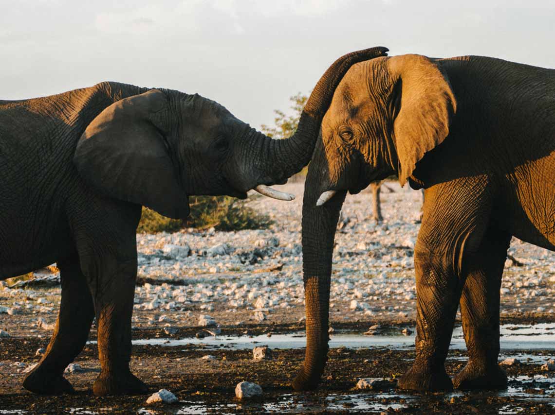 6 maneras en que puedes ayudar a los elefantes 0
