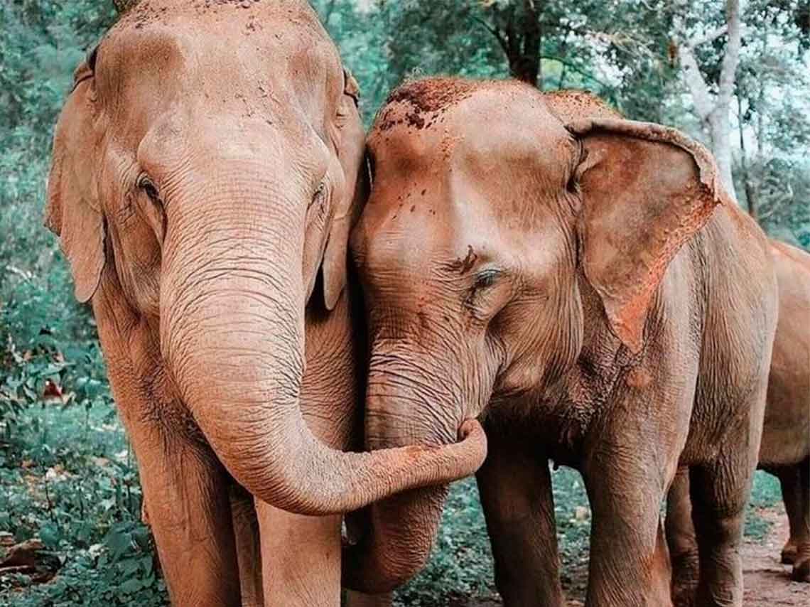 6 maneras en que puedes ayudar a los elefantes 5