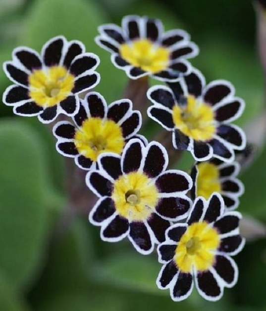 Flor negra y amarilla