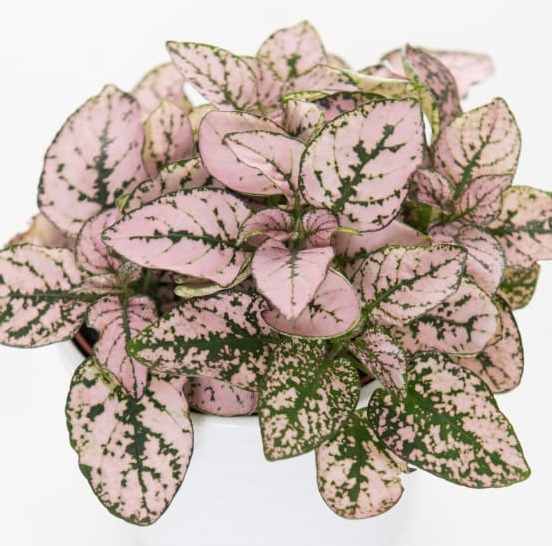 Hypoestes plantas