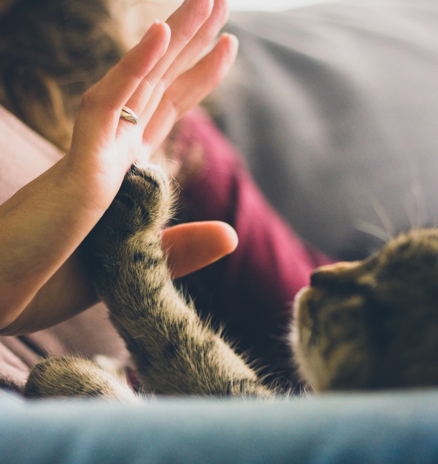 Gato mascota