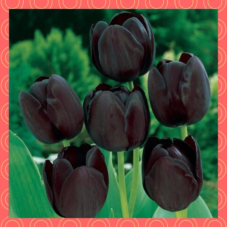 Tulipanes negros