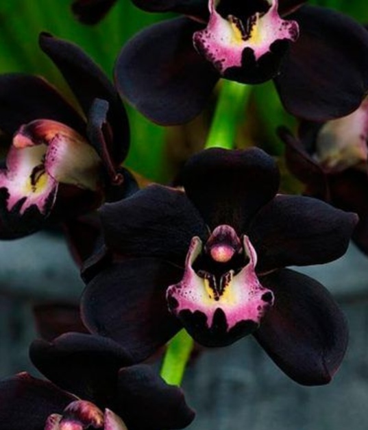 Orquídea negra