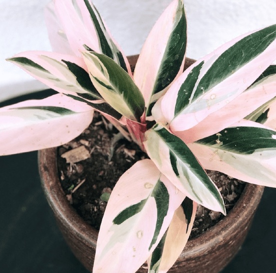 Pink plant