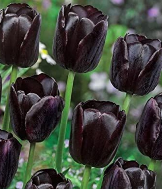 Tulipanes negros