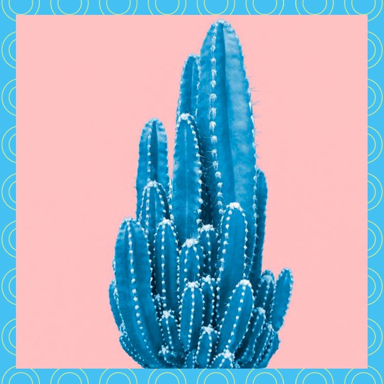 5 ideas para decorar tu casa con cactus azules y atraer energía