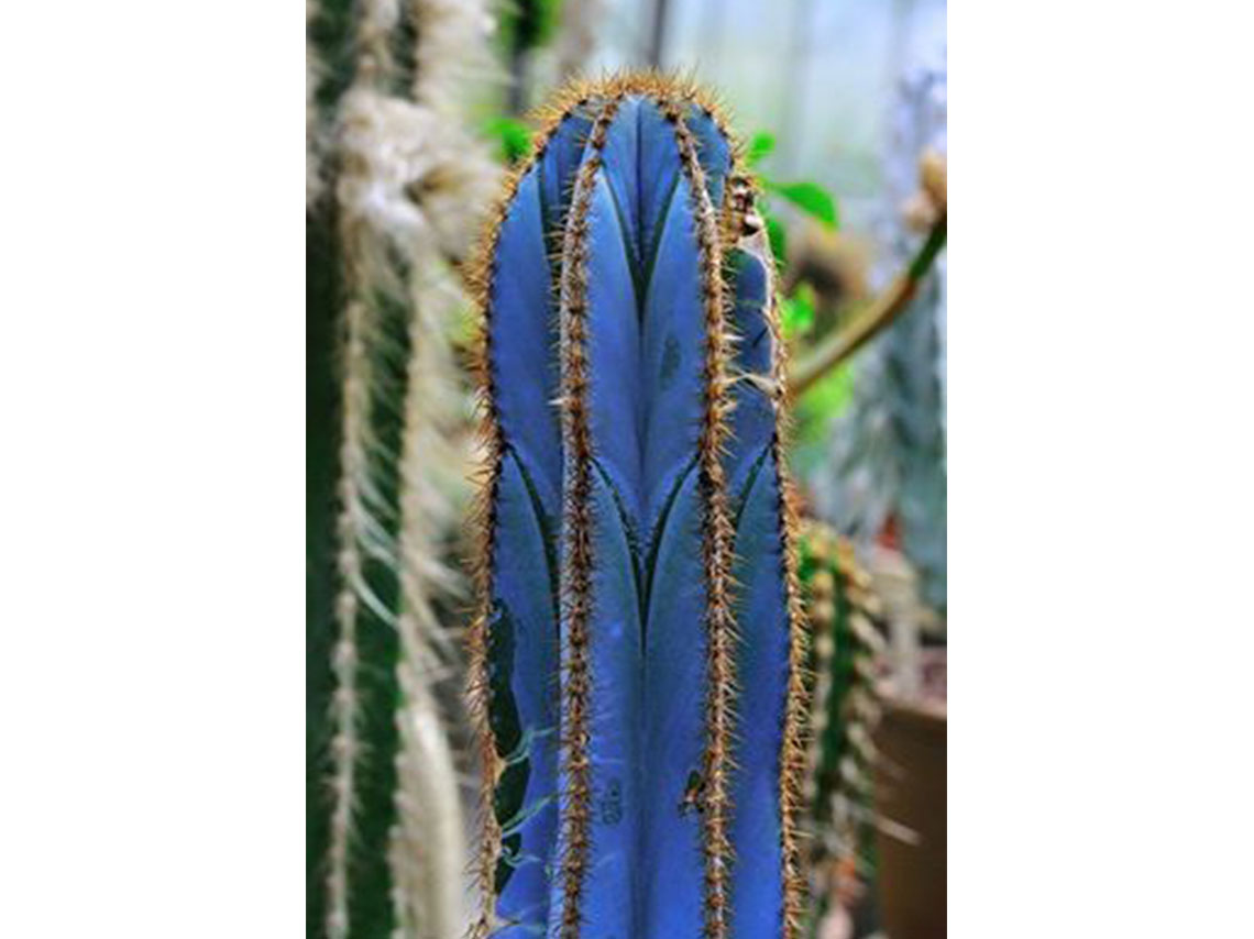 5 ideas para decorar tu casa con cactus azules y atraer energía 4