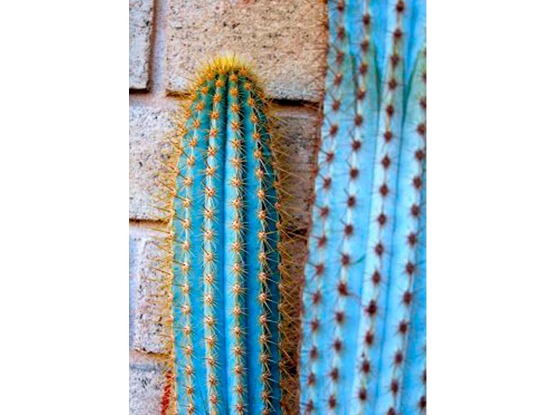 5 ideas para decorar tu casa con cactus azules y atraer energía 1