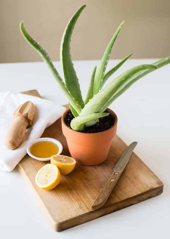 mascarilla-aloe