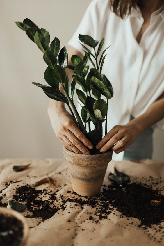 Toma una masterclass de jardinería con The Home Depot ¡GRATIS! 0