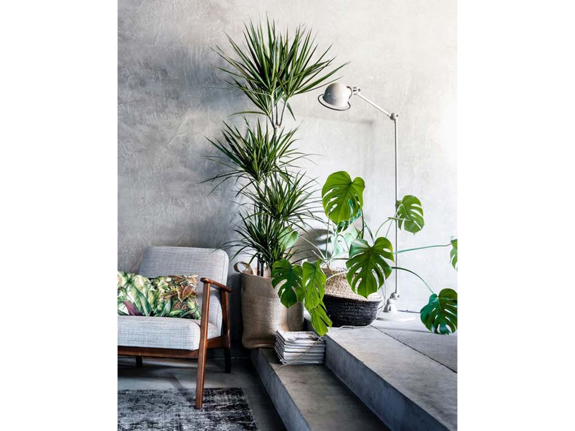 10 ideas para decorar tu casa con plantas de forma elegante 11