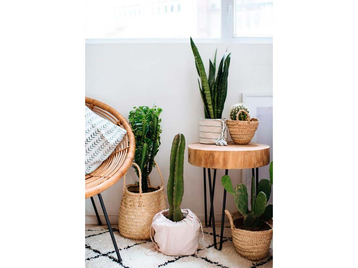 10 ideas para decorar tu casa con plantas de forma elegante 13