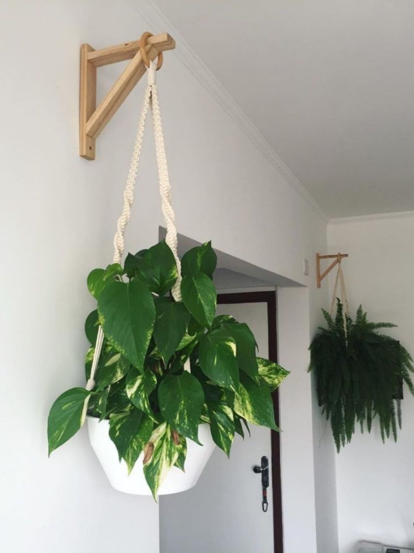 10-ideas-elegantes-para-decorar-tus-paredes-con-plantas