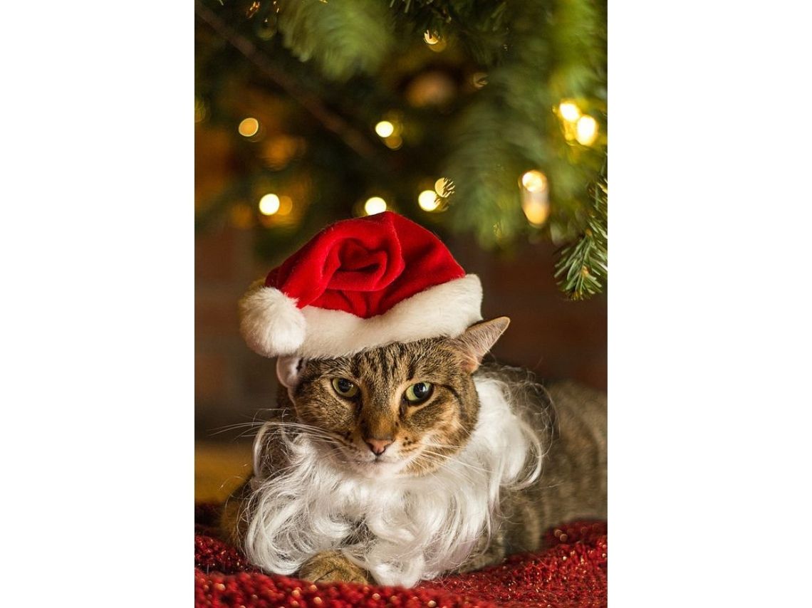 10 ideas creativas para disfrazar a tus gatos esta Navidad