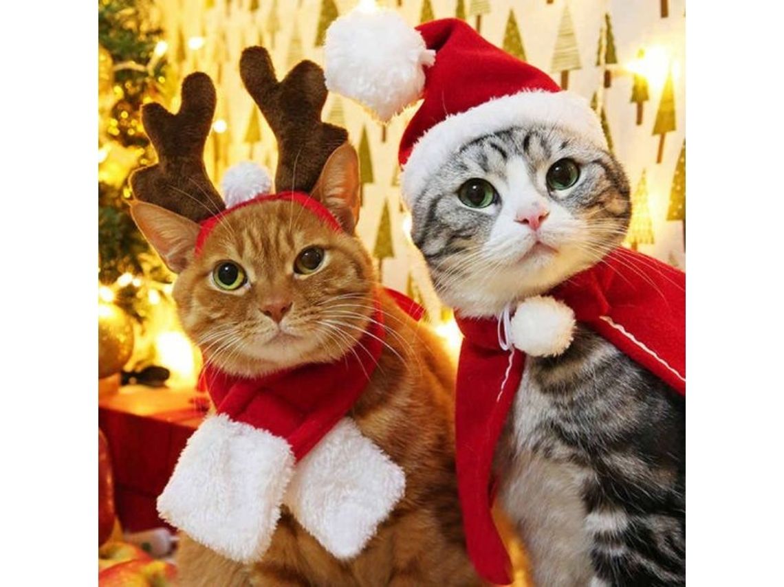 10 ideas creativas para disfrazar a tus gatos esta Navidad