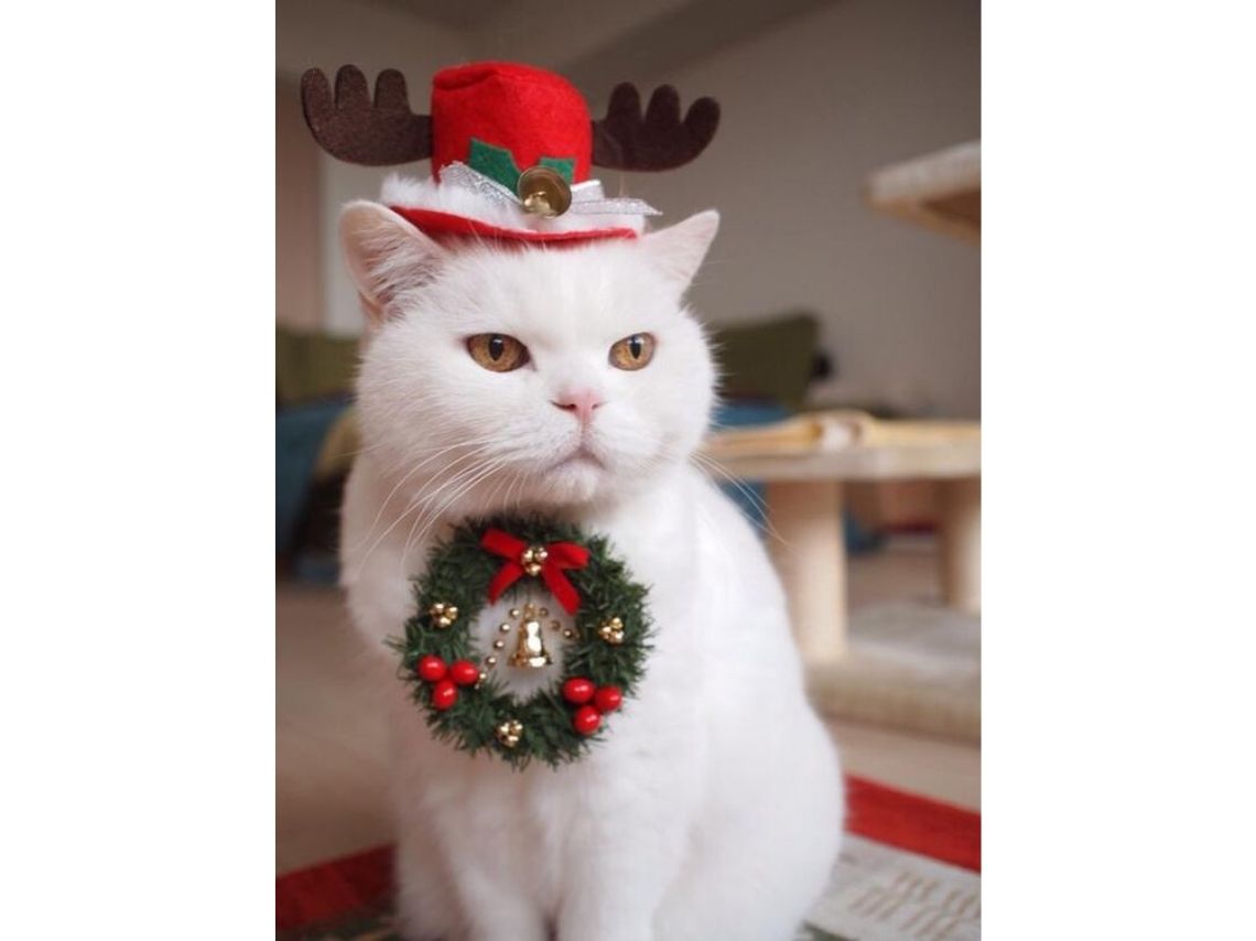 10 ideas creativas para disfrazar a tus gatos esta Navidad