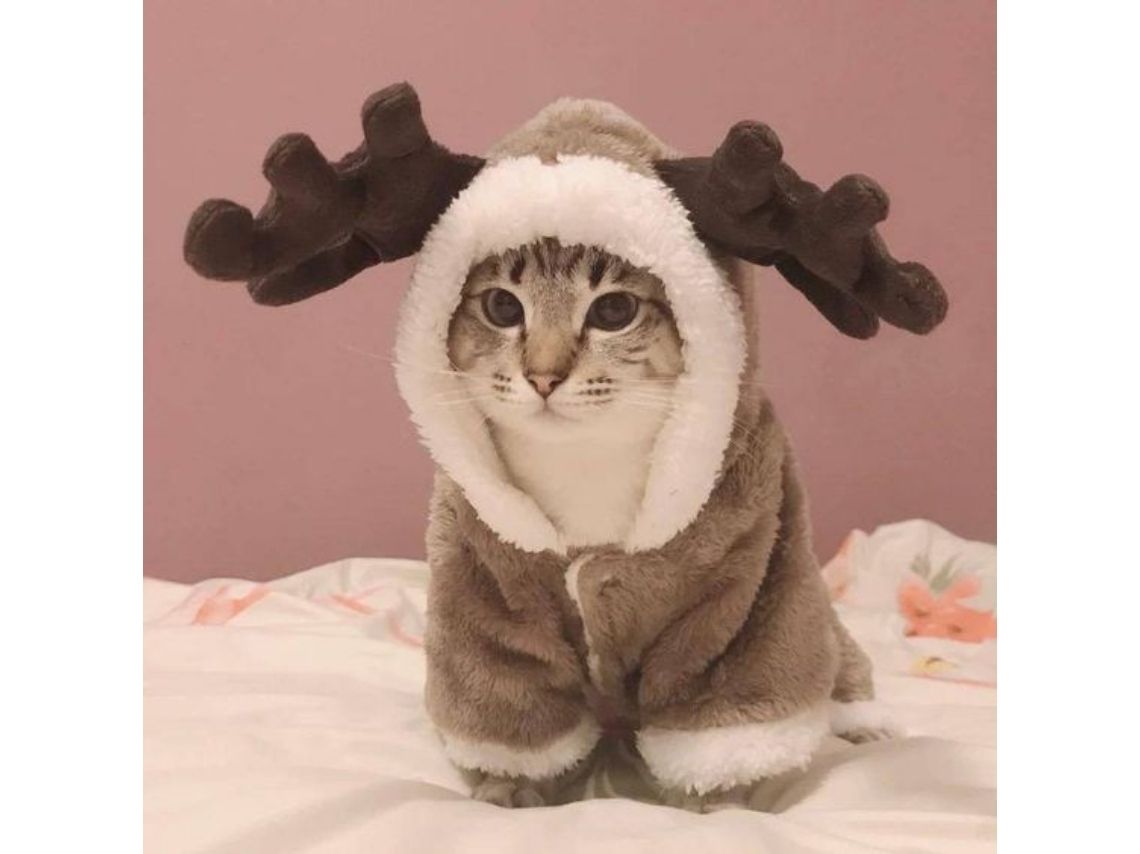 10 ideas creativas para disfrazar a tus gatos esta Navidad