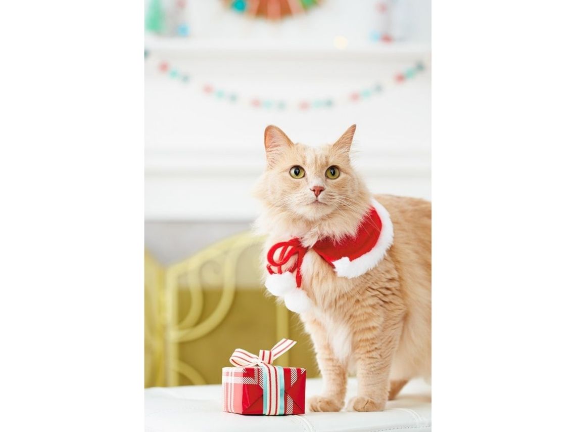 10 ideas creativas para disfrazar a tus gatos esta Navidad