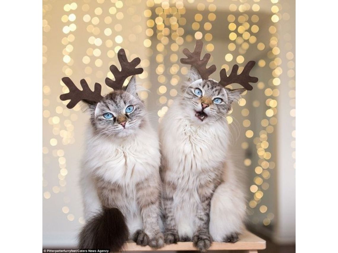 10 ideas creativas para disfrazar a tus gatos esta Navidad
