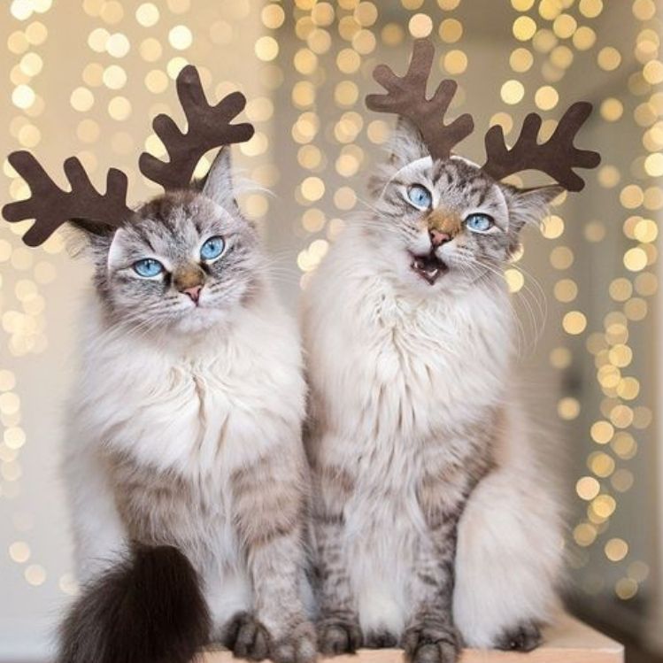 10 ideas creativas para disfrazar a tus gatos esta Navidad