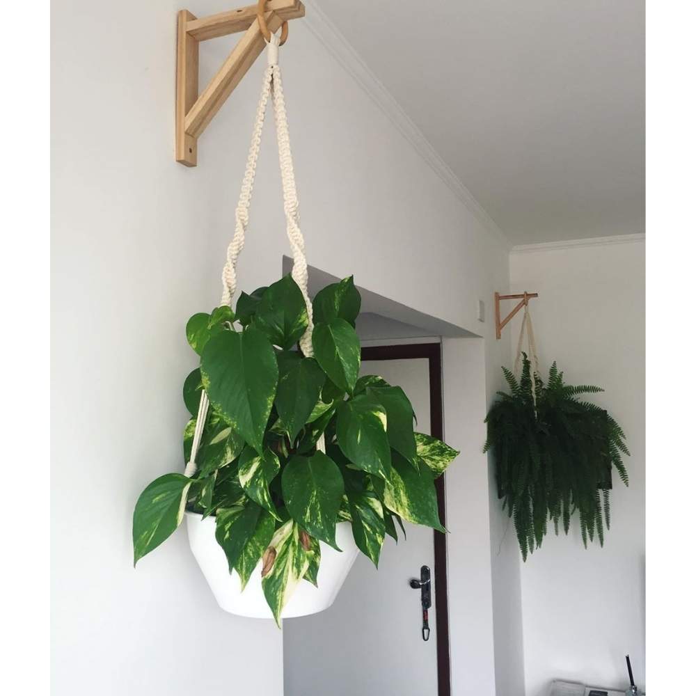 10 ideas para decorar con plantas para que tu casa esté más fresca