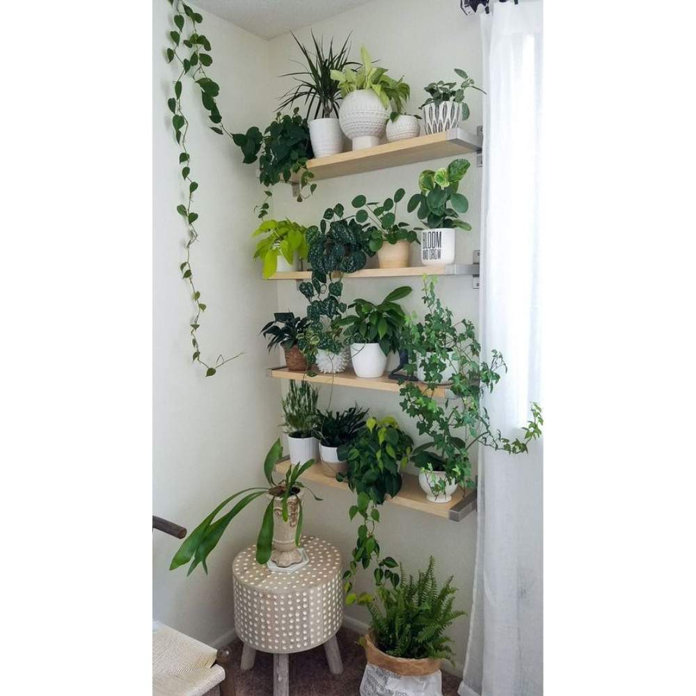 10 ideas para decorar con plantas para que tu casa esté más fresca