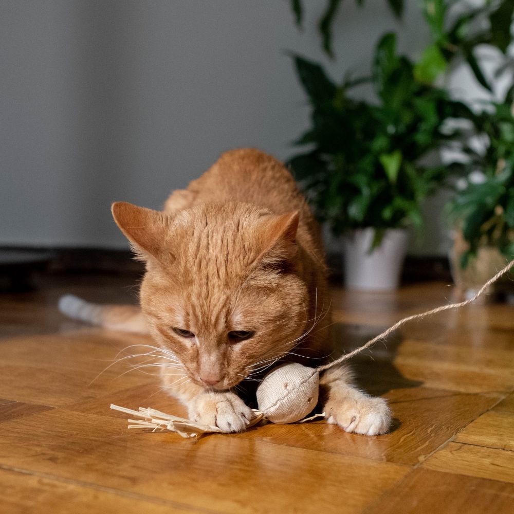 10 manualidades para que tu gato se divierta
