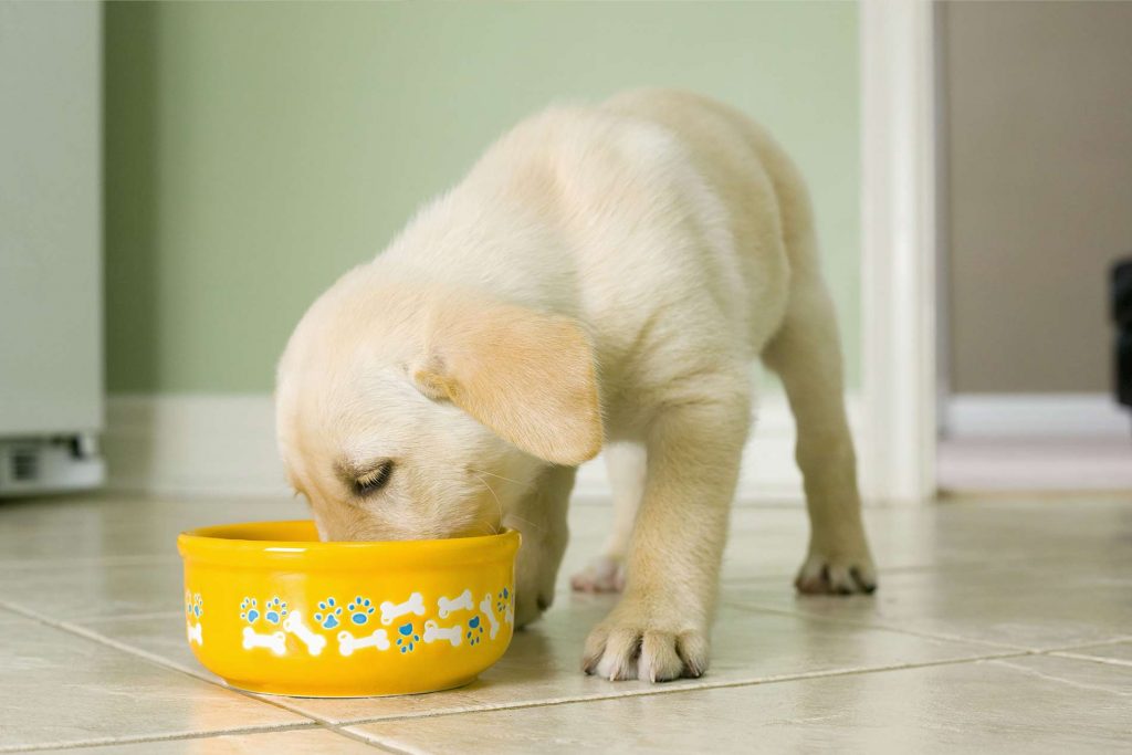 ¿Cómo y en qué casos cambiar el alimento de tu mascota?