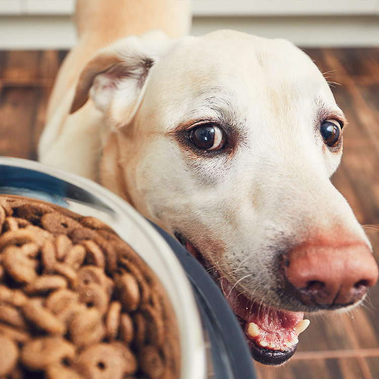 ¿Cómo y en qué casos cambiar el alimento de tu mascota?