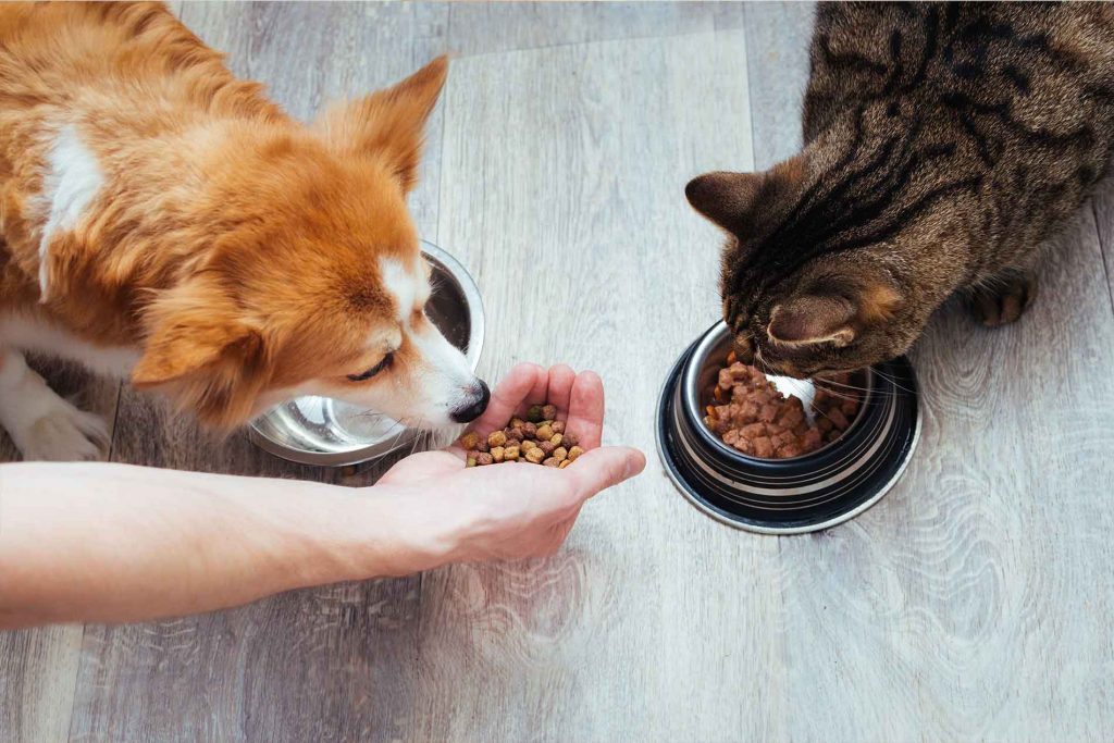 ¿Cómo y en qué casos cambiar el alimento de tu mascota?