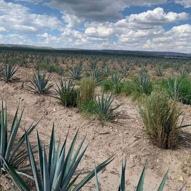 jalisco-agave