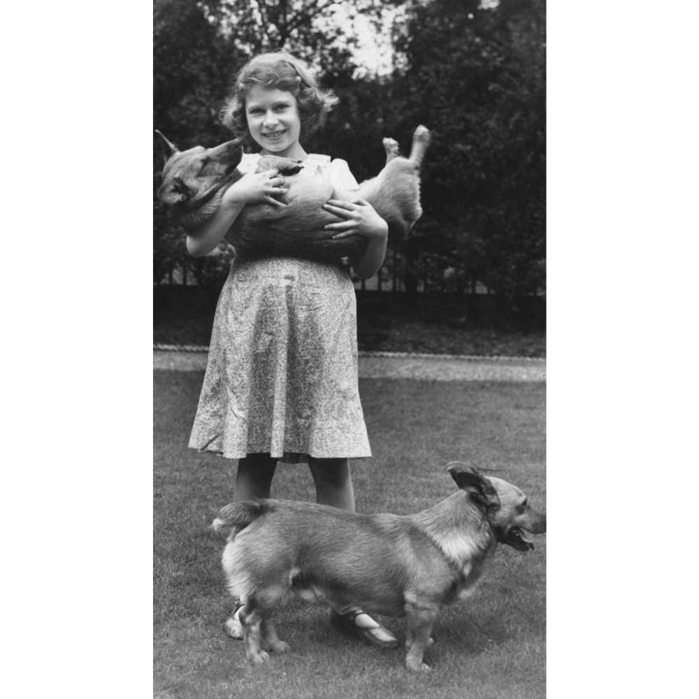 Los corgis fueron la raza favorita de perros de Isabel II Reina Isabel en su niñez en compañía de sus dos dorgis
