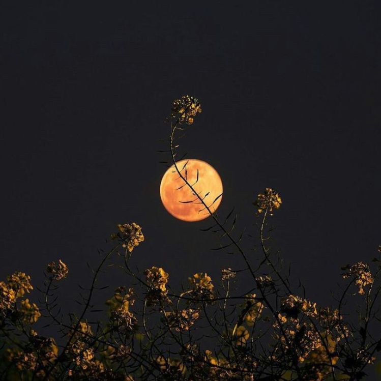 Luna llena en el cielo de fondo con flores