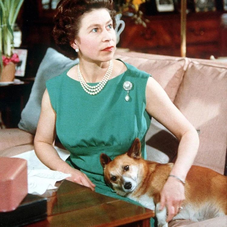 ¿Qué pasará con los corgis de la Reina Isabel? Conoce su historia