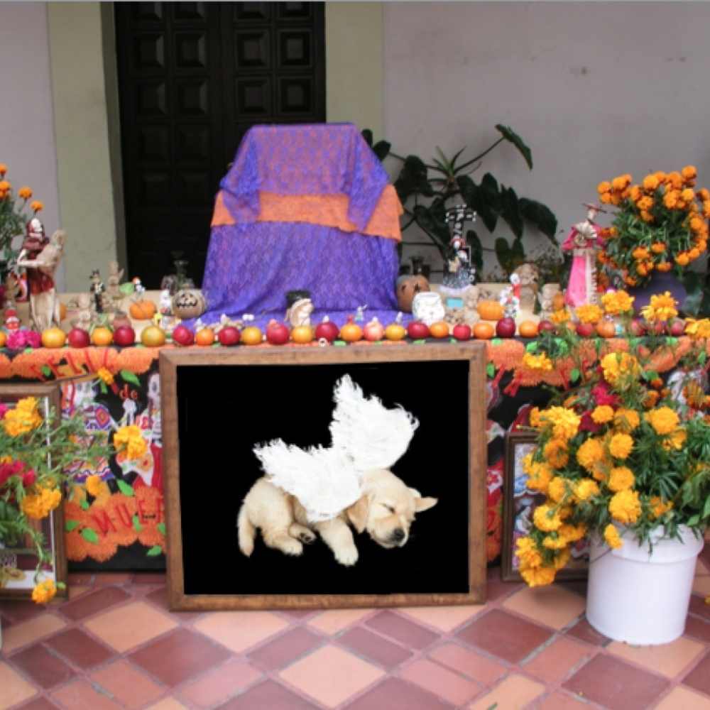 Ideas creativas de cómo montar un altar para tu perrhijo 0