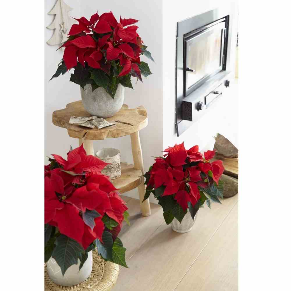 Coloca macetas de nochebuena DEcoracion navideña con nochebuenas para sala