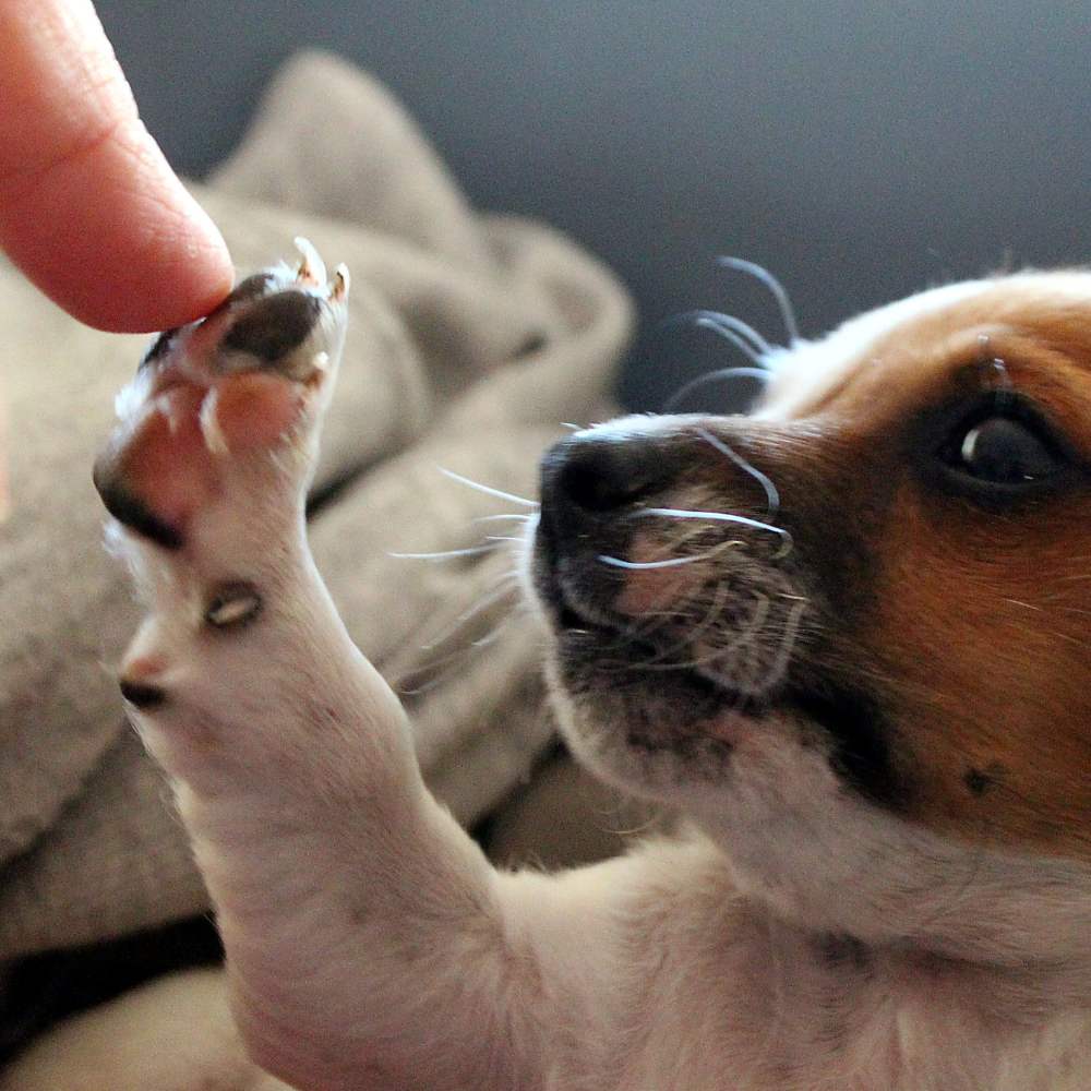 ¿Cómo elegir el alimento correcto para nuestras mascotas? 0