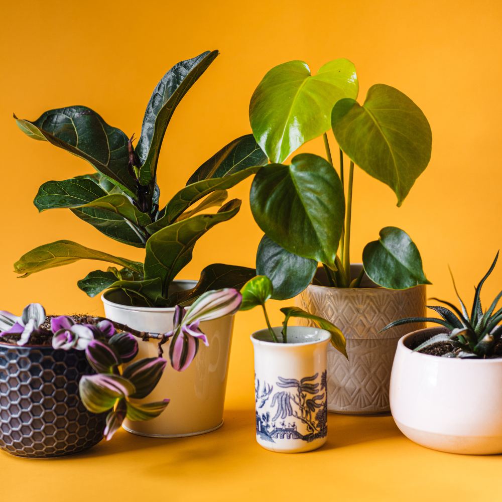 elige una maceta adecuada para el cuidado de tus plantas