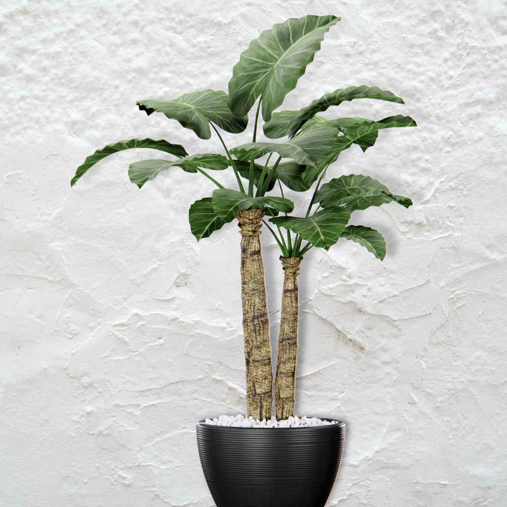 plantas de interior para un mejor cuidado de plantas