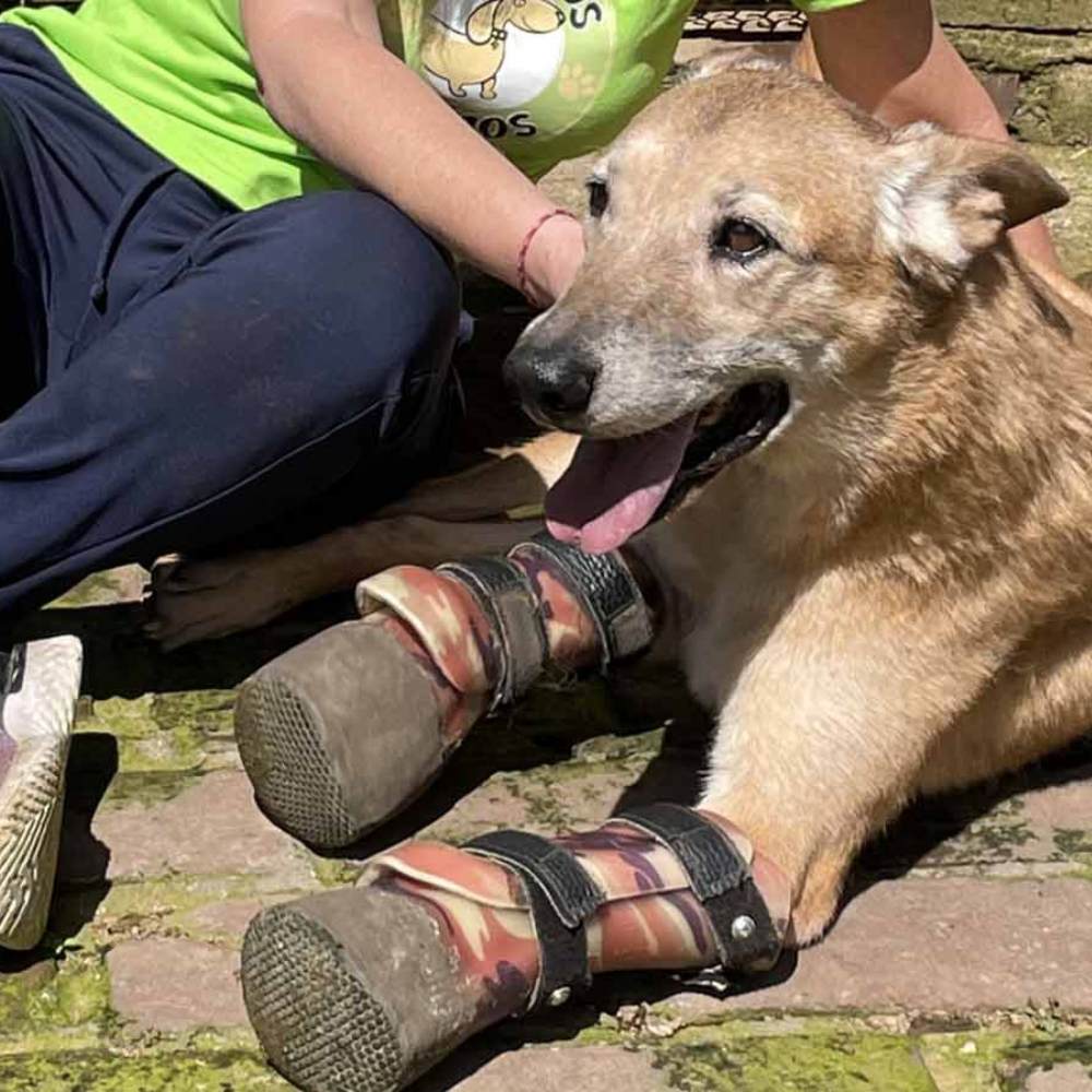 La historia de Pay de Limón, él perro torturado por el cartel de Los Zetas 2