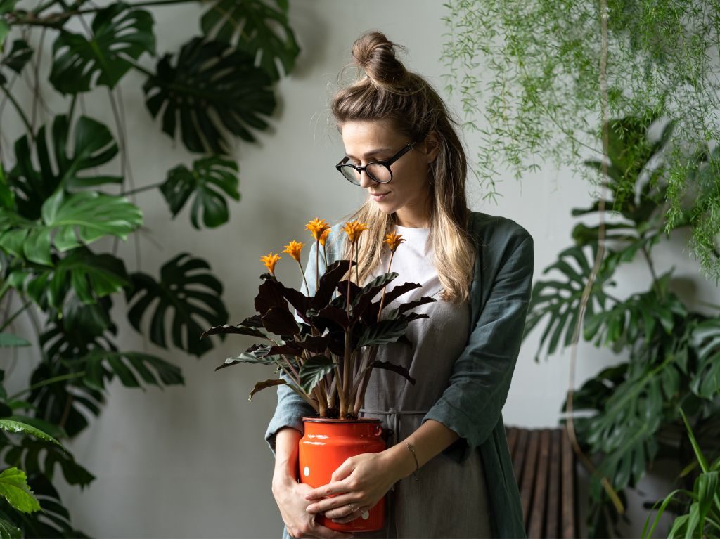 cuidado de plantas para interiores