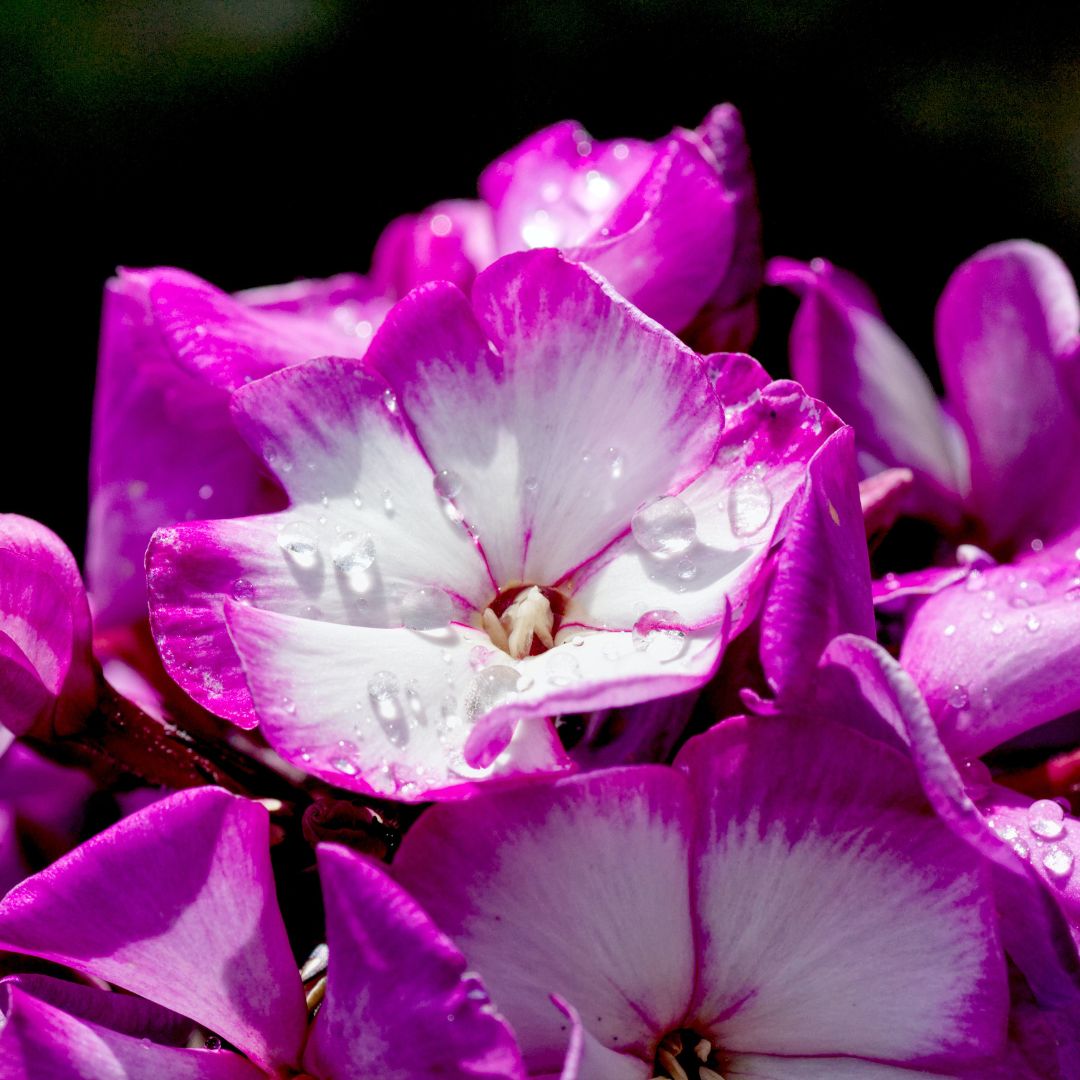 flor de primavera plata phlox