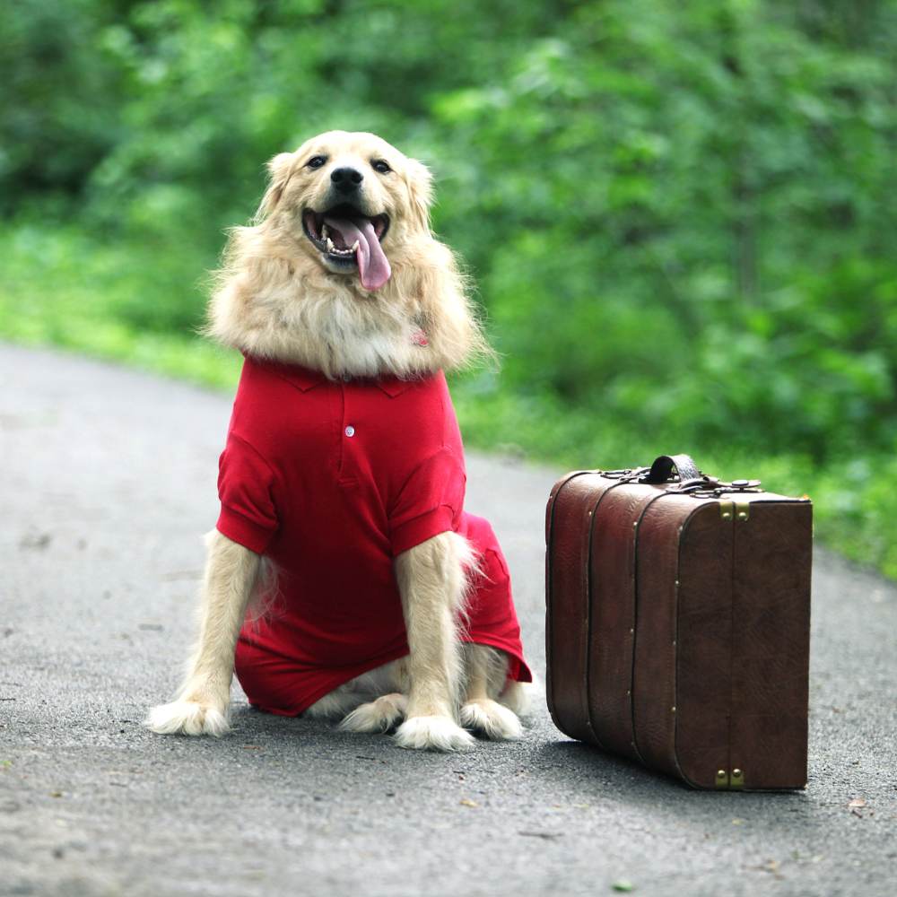 viajar con tus mascotas en avión