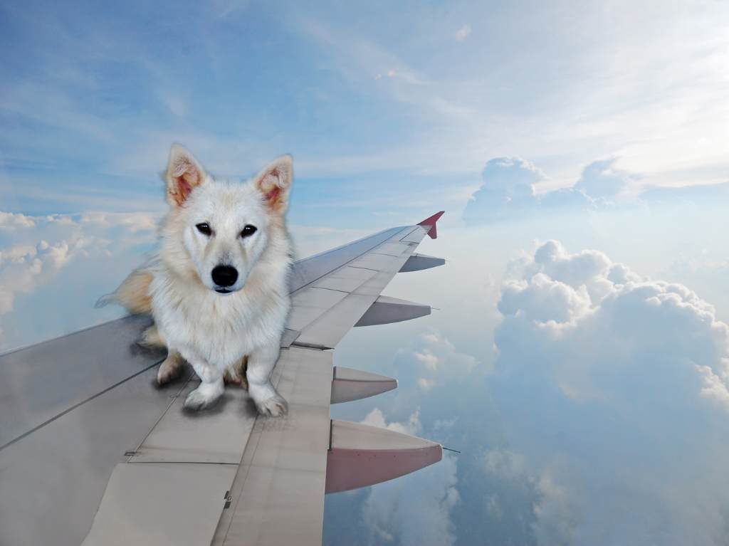 Cómo viajar en avión con tus mascotas estas vacaciones de Semana Santa