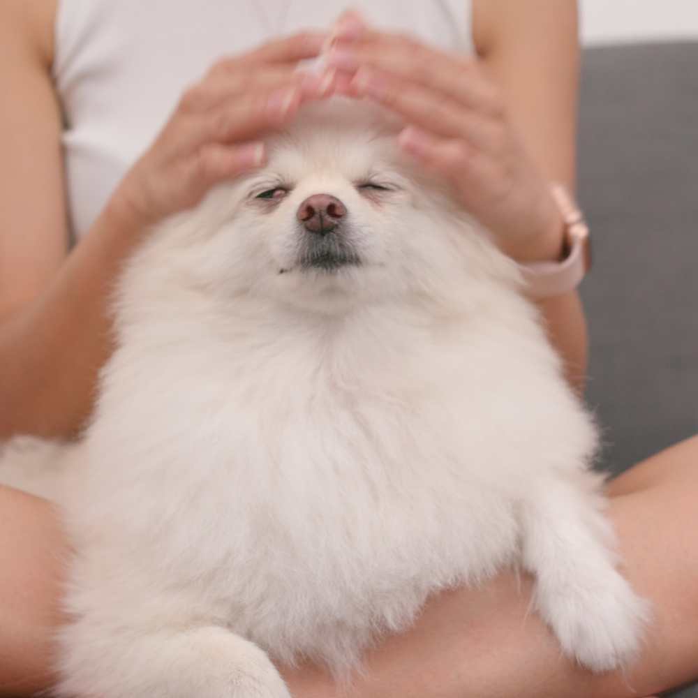 masaje-a-perrito