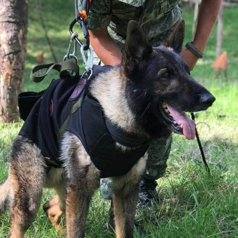 Turquía dona cachorro a Sedena en honor a Proteo 1